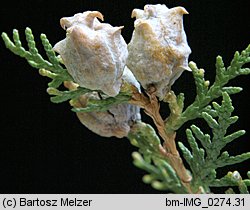 Thuja orientalis