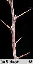 Berberis thunbergii (berberys Thunberga)