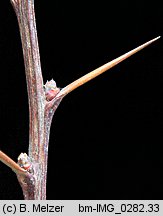 Berberis thunbergii (berberys Thunberga)