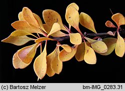 Berberis thunbergii (berberys Thunberga)