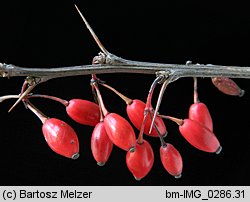 Berberis thunbergii (berberys Thunberga)