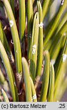 Pinus aristata