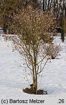 Colutea arborescens