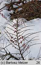 Cotoneaster horizontalis (irga pozioma)