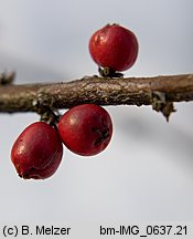 Cotoneaster horizontalis (irga pozioma)