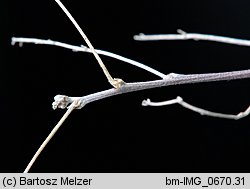 Colutea arborescens