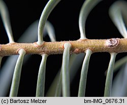 Abies concolor