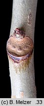 Aesculus carnea