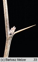 Berberis vulgaris (berberys zwyczajny)