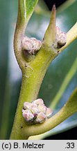 Ilex aquifolium (ostrokrzew kolczasty)