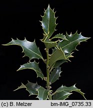 Ilex aquifolium (ostrokrzew kolczasty)