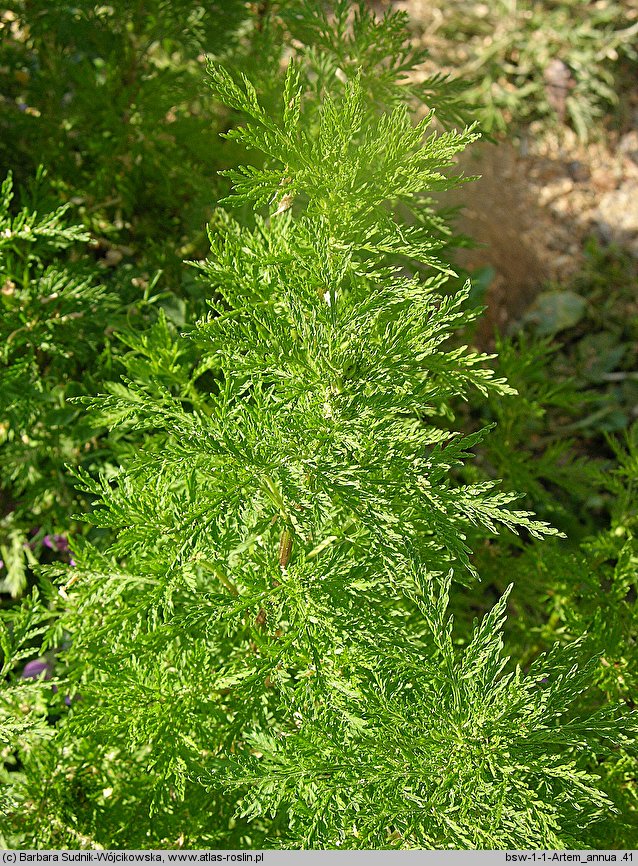 Artemisia annua (bylica roczna)