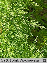 Artemisia annua (bylica roczna)