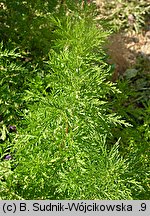 Artemisia annua (bylica roczna)