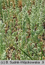 Artemisia austriaca (bylica austriacka)