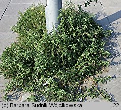 Atriplex tatarica (łoboda szara)