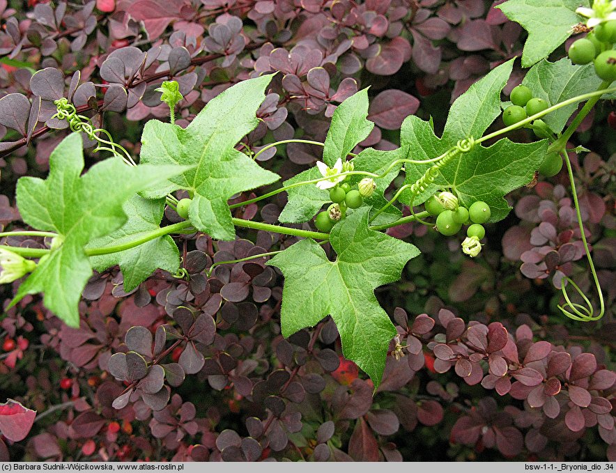 Bryonia dioica (przestęp dwupienny)