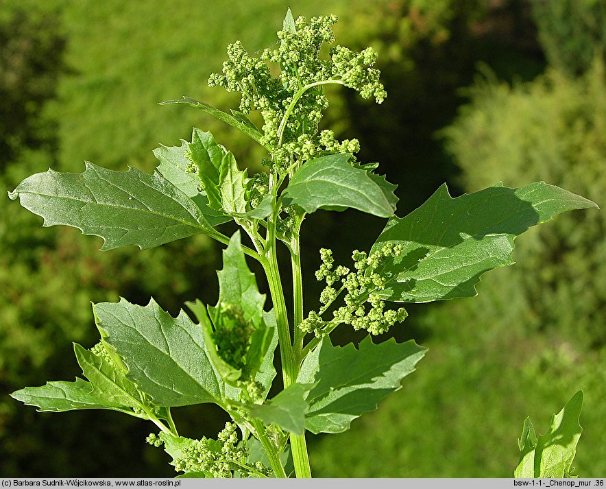 Chenopodium murale (komosa murowa)