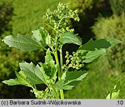 Chenopodium murale (komosa murowa)