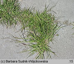 Eragrostis albensis (miłka połabska)