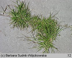 Eragrostis albensis (miłka połabska)