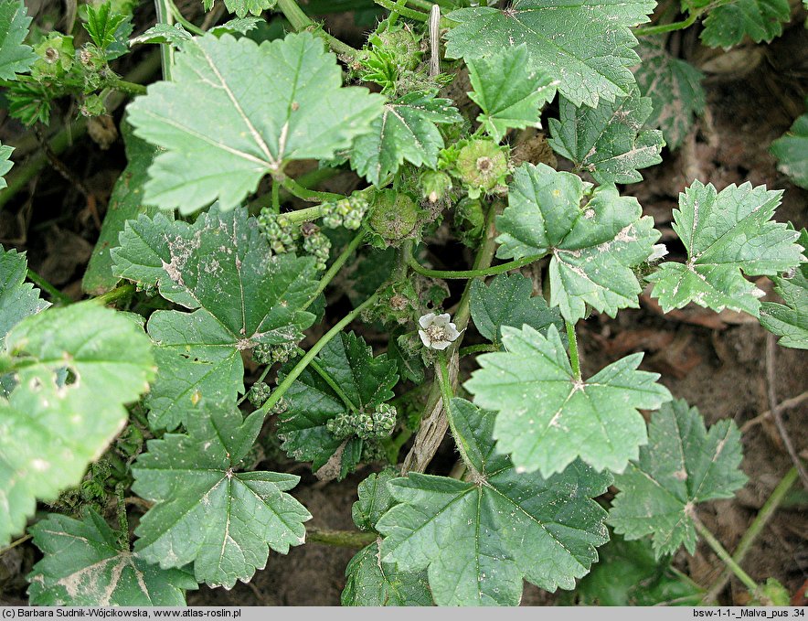 Malva pusilla (ślaz niziutki)