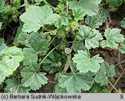 Malva pusilla (ślaz niziutki)