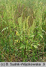 Ambrosia artemisiifolia (ambrozja bylicolistna)