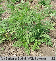 Ambrosia artemisiifolia (ambrozja bylicolistna)