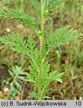 Ambrosia artemisiifolia (ambrozja bylicolistna)