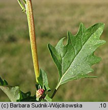 Atriplex tatarica (łoboda szara)