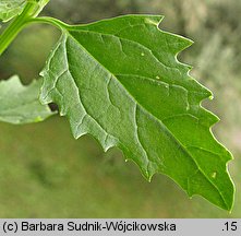 Chenopodium murale (komosa murowa)