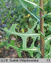 Lactuca serriola (sałata kompasowa)