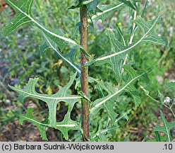 Lactuca serriola (sałata kompasowa)