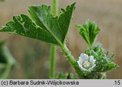 Malva pusilla (ślaz niziutki)