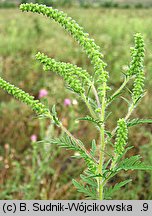 Ambrosia artemisiifolia (ambrozja bylicolistna)