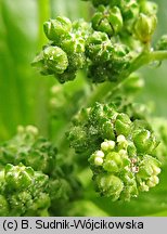 Chenopodium murale (komosa murowa)