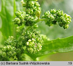 Chenopodium murale (komosa murowa)