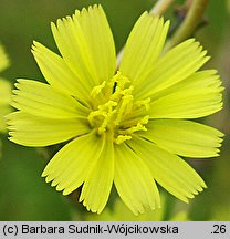 Lactuca serriola (sałata kompasowa)