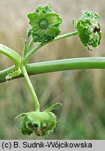 Malva pusilla (ślaz niziutki)