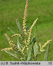 Atriplex tatarica (łoboda szara)