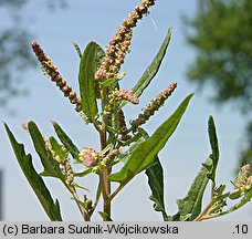 Atriplex tatarica (łoboda szara)