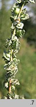 Atriplex tatarica (łoboda szara)