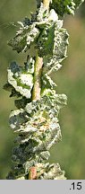 Atriplex tatarica (łoboda szara)