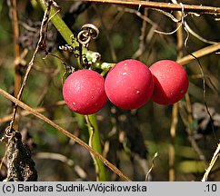 Bryonia dioica (przestęp dwupienny)