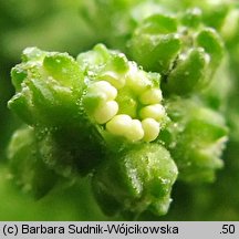 Chenopodium murale (komosa murowa)