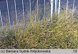 Eragrostis albensis (miłka połabska)