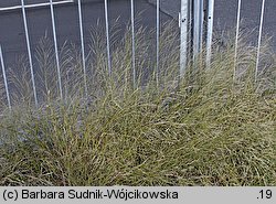 Eragrostis albensis (miłka połabska)