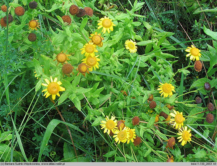 Pulicaria dysenterica (płesznik czerwonkowy)