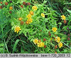 Pulicaria dysenterica (płesznik czerwonkowy)